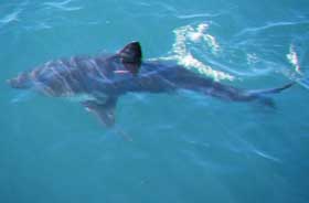 Salmon Shark (Lamna ditropis).jpg