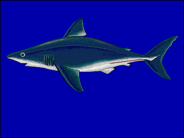 Lanas u0-Porbeagle Shark (Lamna nasus).jpg