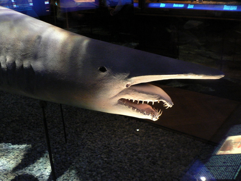 Goblin shark(Mitsukurina owstoni), Pengo.jpg
