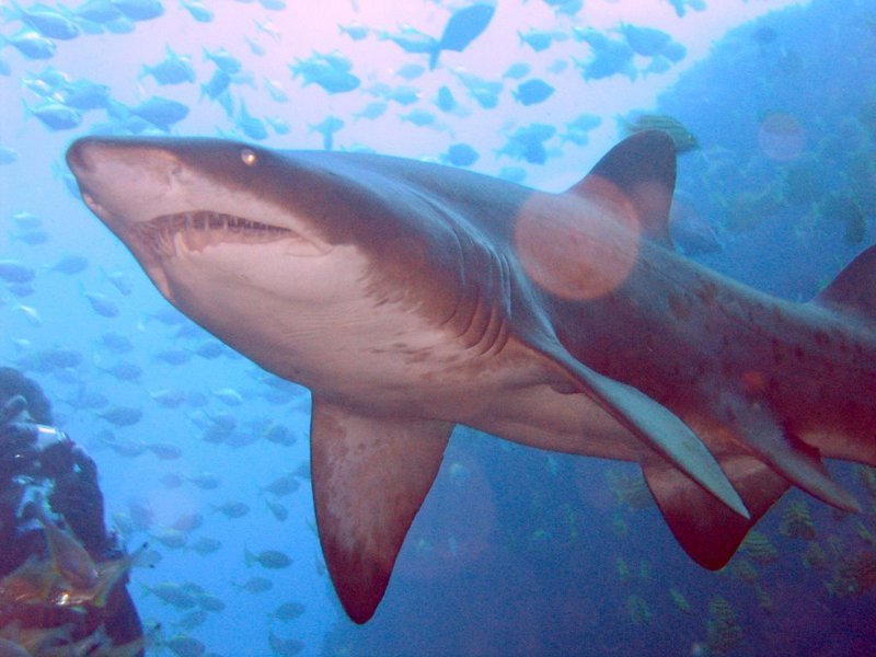 Grey Nurse Shark (Carcharias taurus) at Fish Rock Cave, NSW.jpg