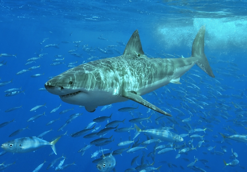 Great white shark, Carcharodon carcharias.jpg