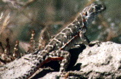 Blunt-nosed Leopard Lizard (Gambelia sila).jpg