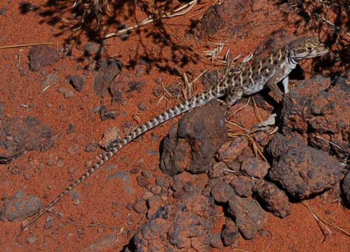 Long-nosed Leopard Lizard (Gambelia wislizenii).jpg