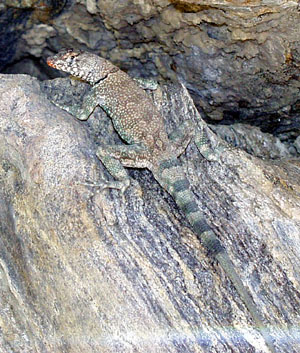 Banded Rock Lizard (Petrosaurus mearnsi).jpg