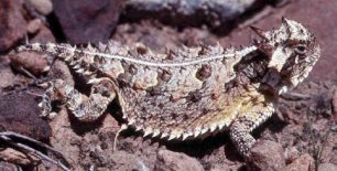 Texas Horned Lizard (Phrynosoma cornutum).jpg