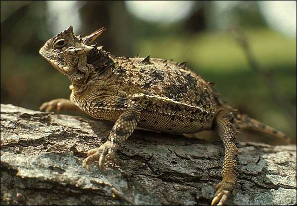 Texas Horned Lizard (Phrynosoma cornutum).jpg