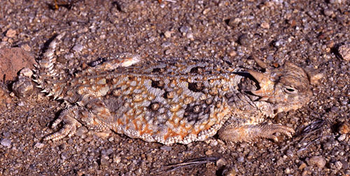 Desert Horned Lizard (Phrynosoma platyrhinos).jpg