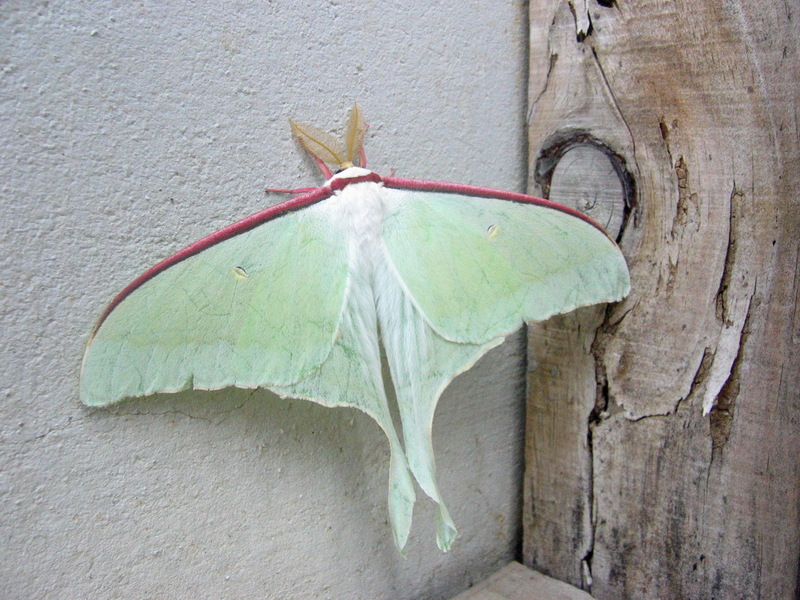 IMG 2462.jpg