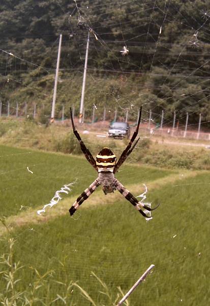 거미704.jpg