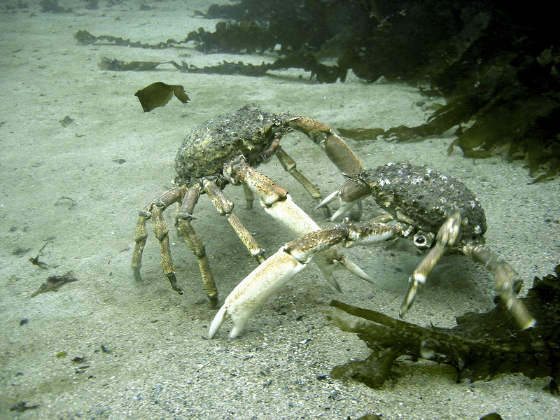 Great Spider Crabs Fighting.jpg