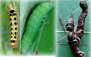 애벌레들-무늬독나방, 가지나방종류.jpg