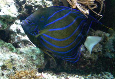 Bluering angelfish, Pomacanthus annularis with blue rings.jpg