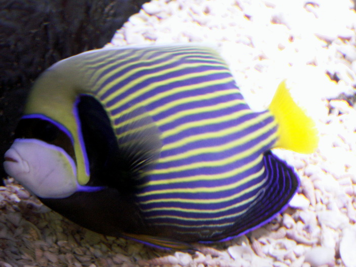 Emperor Angelfish (Pomacanthus imperator) (BYSA).jpg