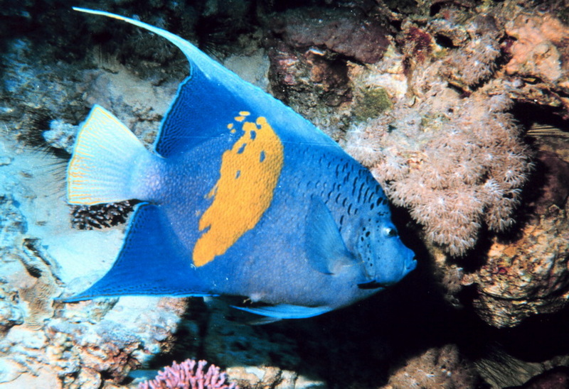 Pomacanthus maculosus-Yellowbar angelfish.jpg