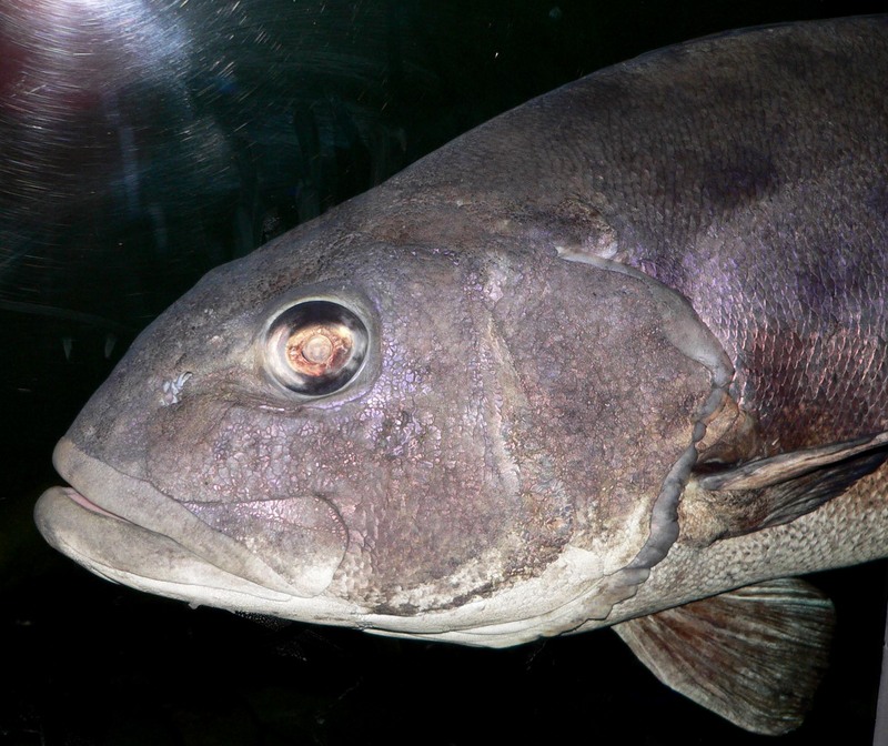 Stereolepis gigas head-Giant Sea Bass, Seabass.jpg