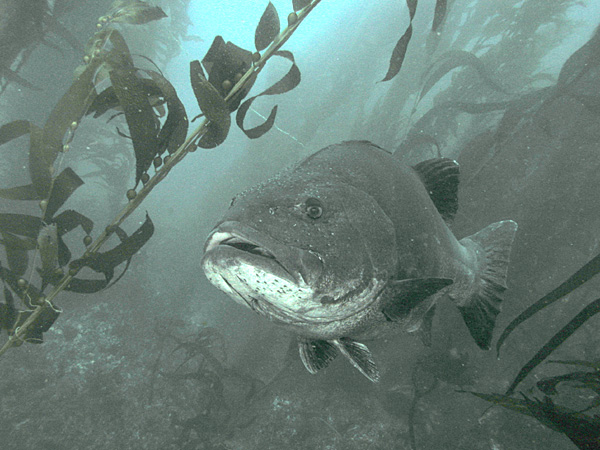 2780 aquaimages-Giant Sea Bass (Stereolepis gigas).jpg