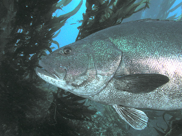 2781 aquaimages-Giant Sea Bass (Stereolepis gigas).jpg