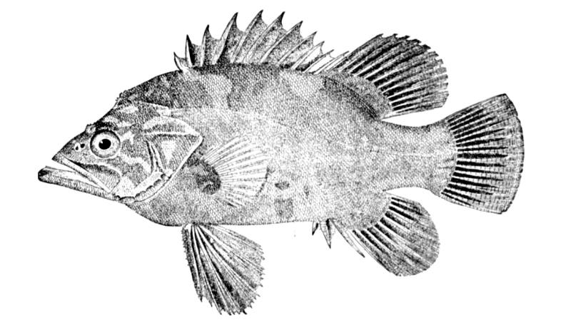 Polyprion americanus-Atlantic wreckfish.jpg