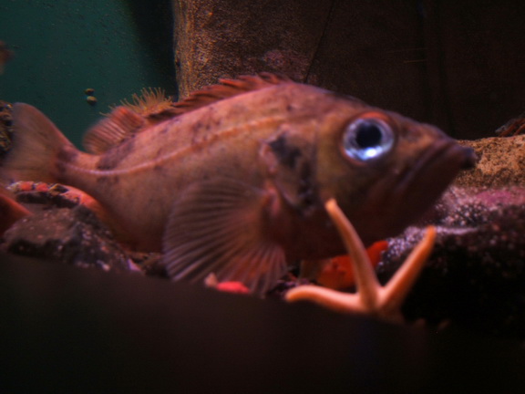Sebastes-marinus-aquarium-Rose Fish.jpg