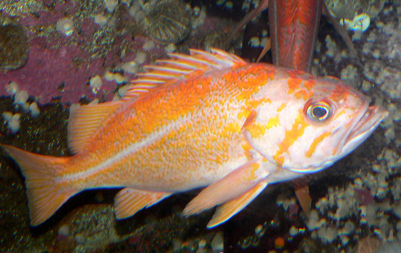 Canary Rockfish (Sebastes pinniger) 1.jpg