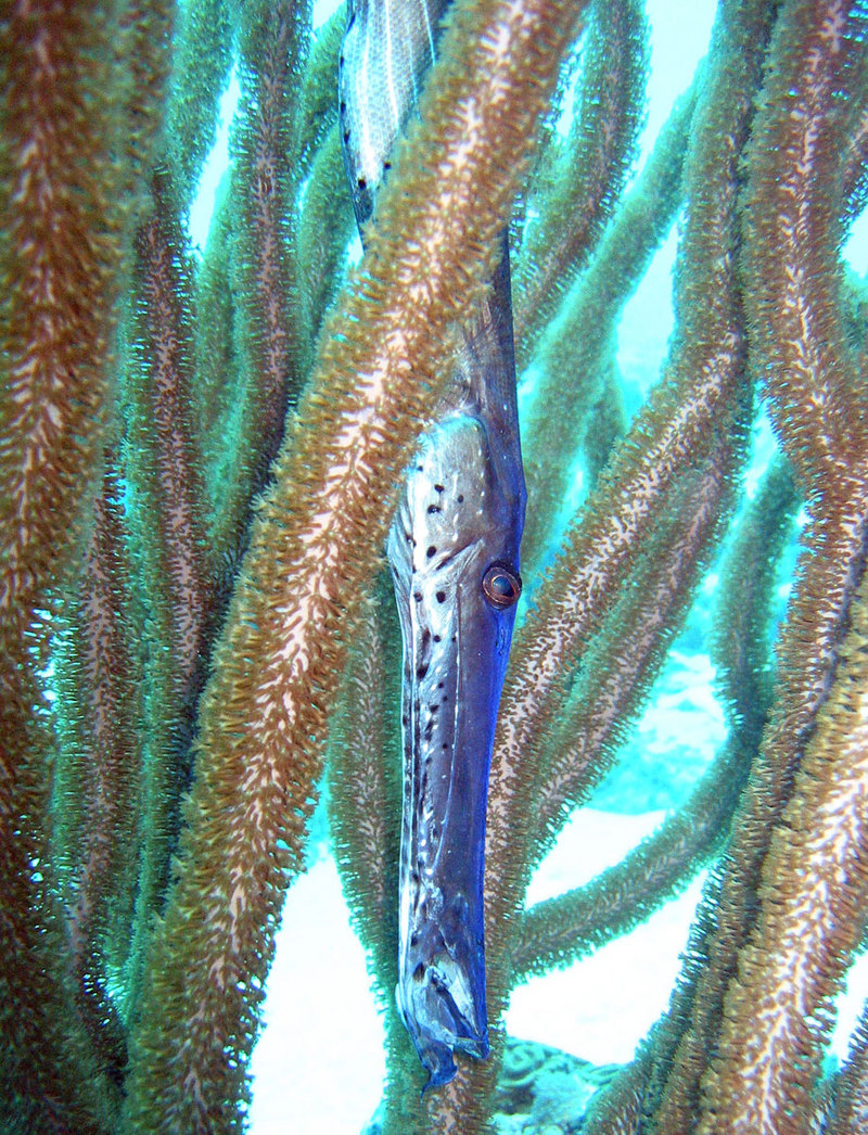 Trumpetfish (Aulostomus maculatus).jpg