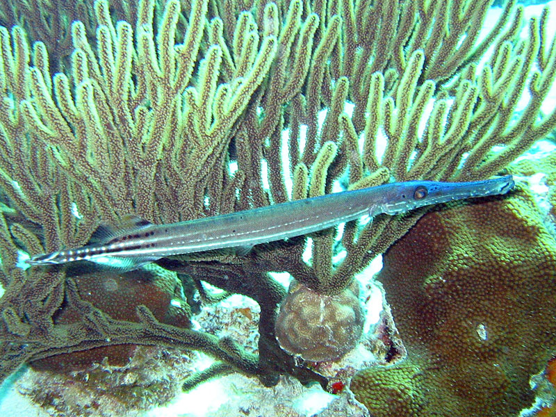 Trumpetfish2-Aulostomus maculatus.jpg