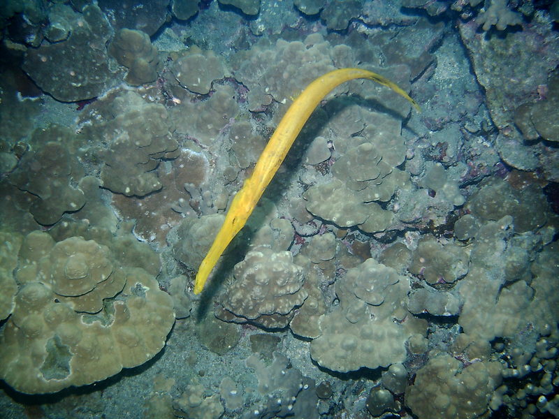 Trumpet fish-yellow trumpetfish.jpg