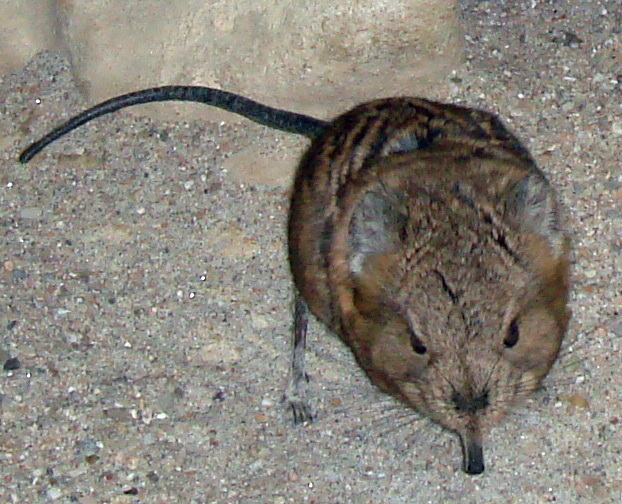 Elephant shrew.jpg