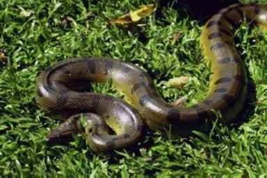 Green Anaconda (Eunectes murinus).jpg