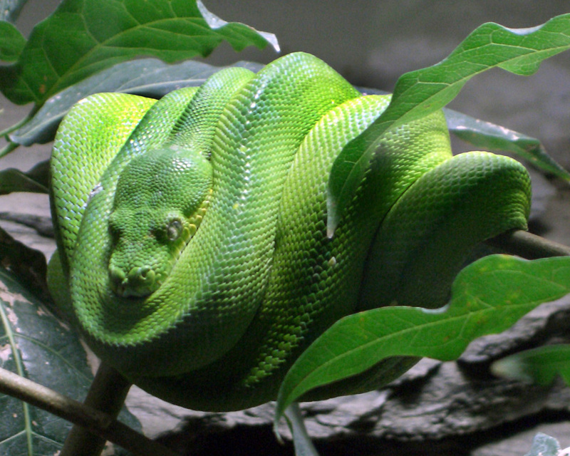 Baumpython-Green Tree Python (Morelia viridis).jpg