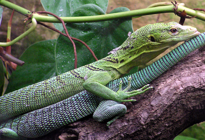 Green.tree.monitor.lizard.arp-Emerald Tree Monitor (Varanus prasinus).jpg