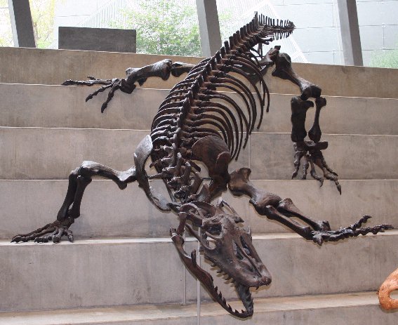 Megalania Melb Museum email.jpg