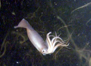 Dosidicus gigas-jumbo flying squid.jpg