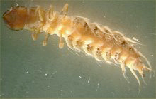 Megaloptera-dobsonfly larva.jpg