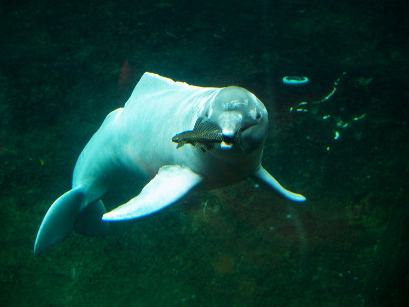 Boto, Amazon River Dolphin, Pink River Dolphin (Inia geoffrensis).jpg