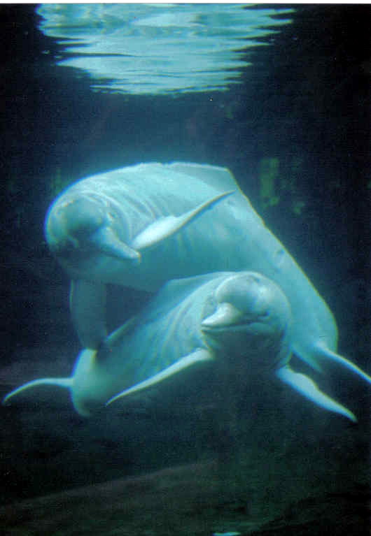 Amazonas Flussdelfin Apure Orinoco Duisburg 01-Boto, Amazon River Dolphin, Pink River Dolphin (Inia geoffrensis).jpg