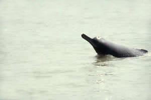 Ganges River Dolphin (Platanista gangetica gangetica).jpg