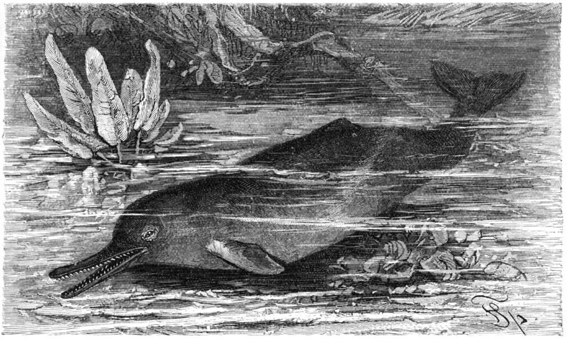 Schnabeldelphin-drawing-Indus River Dolphin (Platanista gangetica minor).jpg