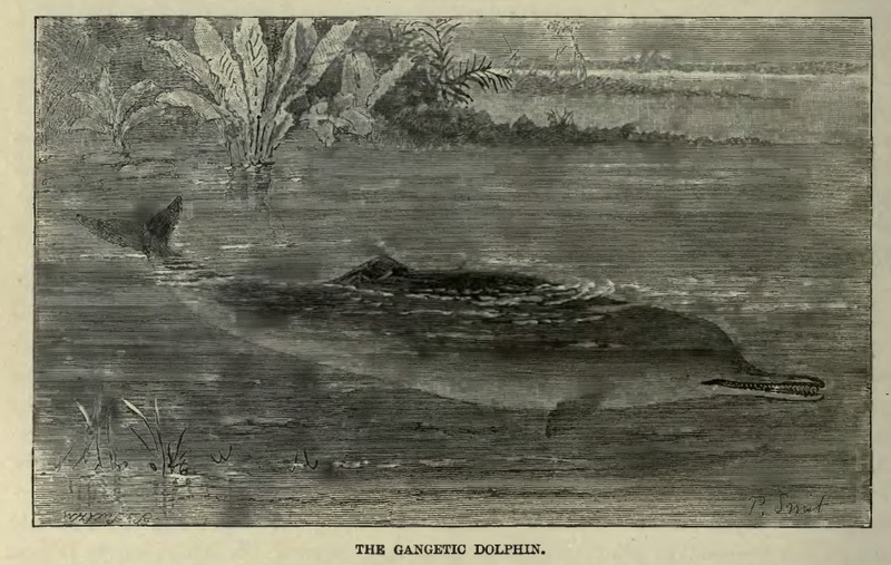 Gangetic Dolphin - Ganges River Dolphin (Platanista gangetica gangetica).jpg