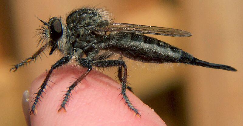 Efferia aestuans-robber fly.jpg
