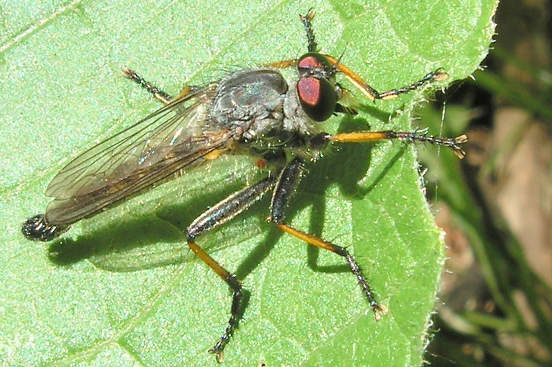 Neoitamus cyanurus (Robber fly).jpg