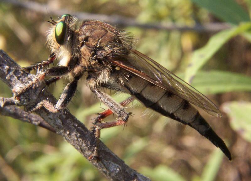 Promachus vertebratus-robber fly.jpg