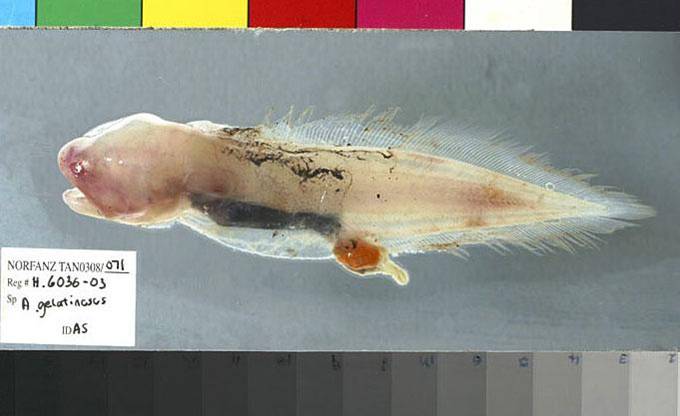 Gelatinous Blindfish, Aphyonus gelatinosus.jpg