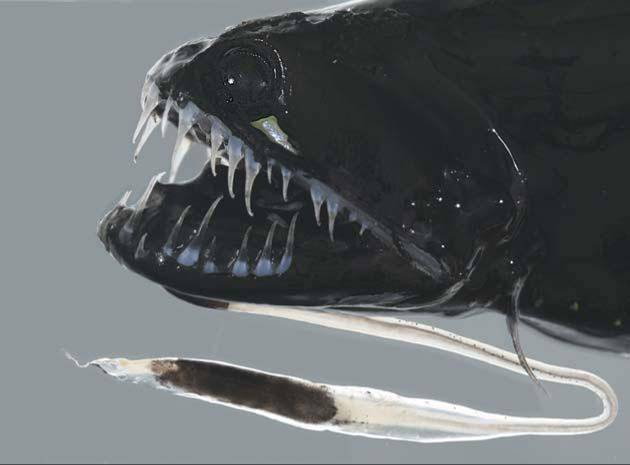 Black Dragonfish, Idiacanthus atlanticus.jpg