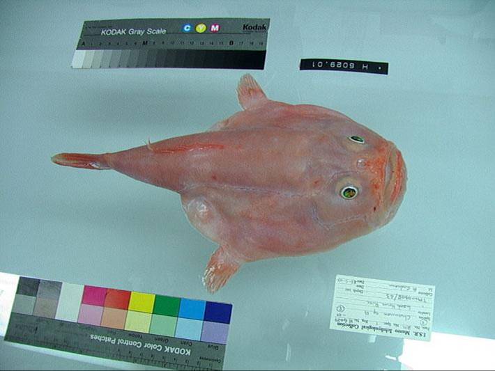 Coffinfish.jpg