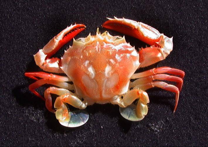Swimmer crab.jpg
