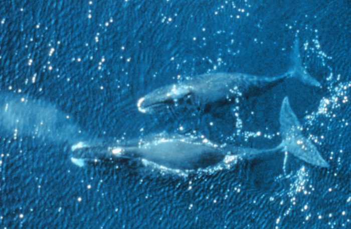 Bowheads42-Bowhead Whale (Balaena mysticetus) Greenland Right Whale.jpg