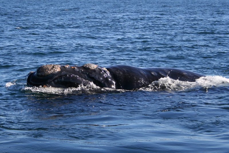 Southern right whale6-Southern Right Whale (Eubalaena australis).jpg
