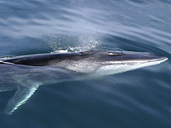 L.Mazzuca Fin Whale (Balaenoptera physalus).jpg