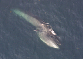 Sei Whale (Balaenoptera borealis) 3.jpg